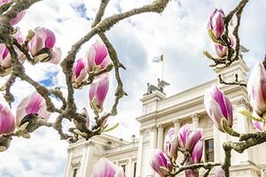 Magnolia och universitetshus