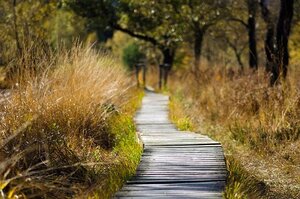 Wooden path - Decorative purpose