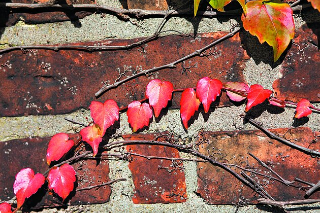 Autumn leaves (decorative only)