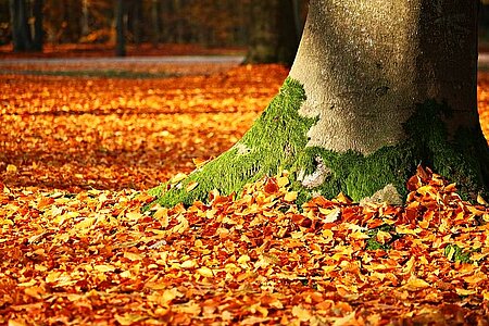 Autumn leaves under tree