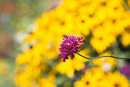Flowers in autumn