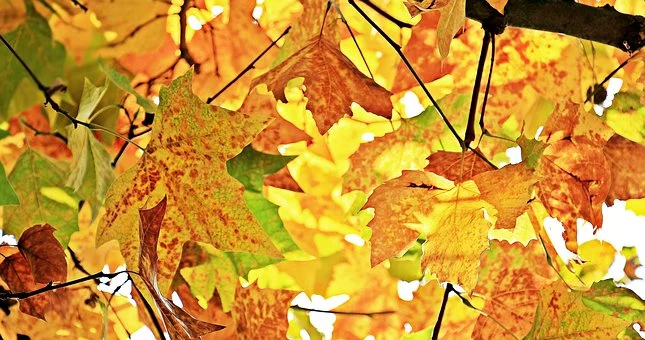 Autumn